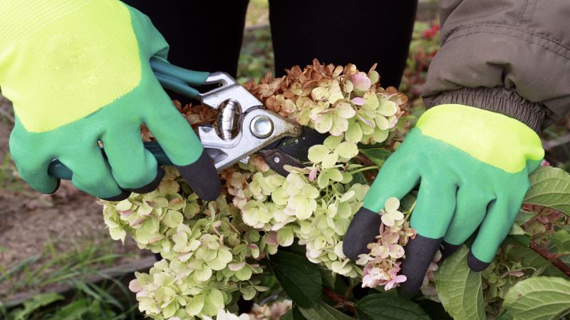 Local Hydrangea Removal pros at work
