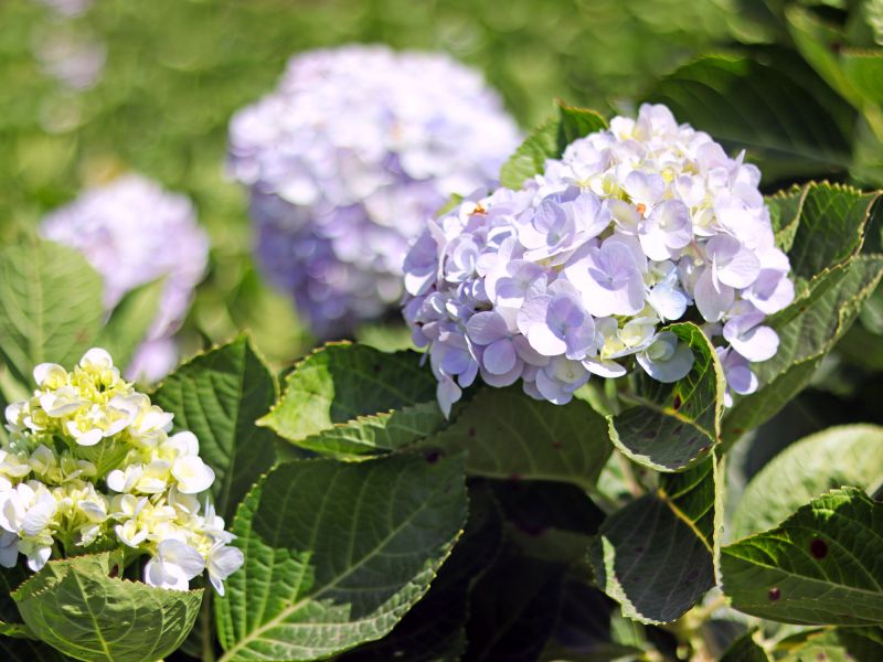 Hydrangea Removal detail