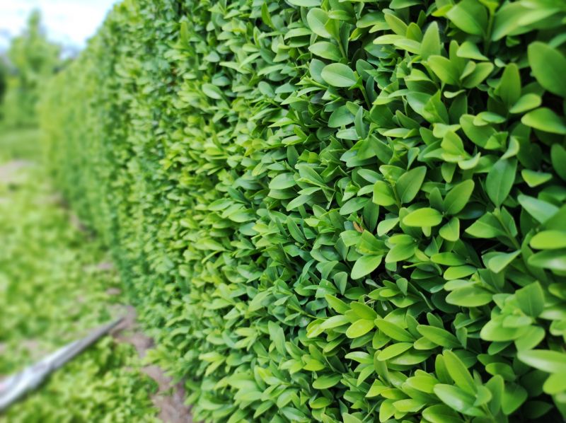 Hedge Pruning