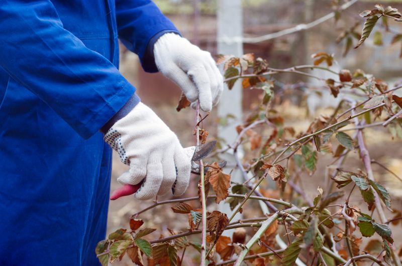 Shrub Pruning